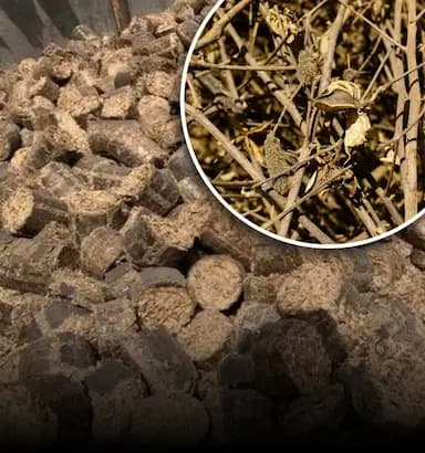 Cotton Stalk Briquettes